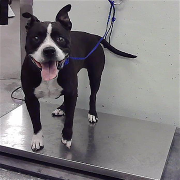 Lady, a Staffordshire Bull Terrier (mix breed), available for adoption