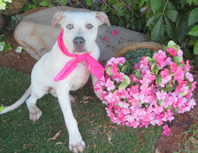 Lucy, a Staffordshire Bull Terrier (mix breed), available for adoption