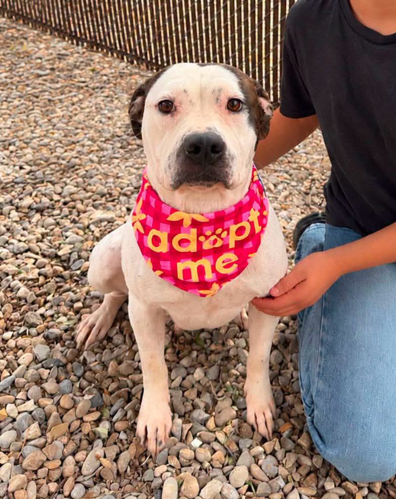 Cady, a Pit Bull Terrier (mix breed), available for adoption