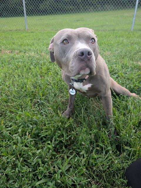 Diamond, a American Staffordshire Terrier, available for adoption