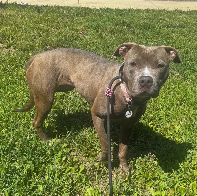 Diamond, a American Staffordshire Terrier, available for adoption