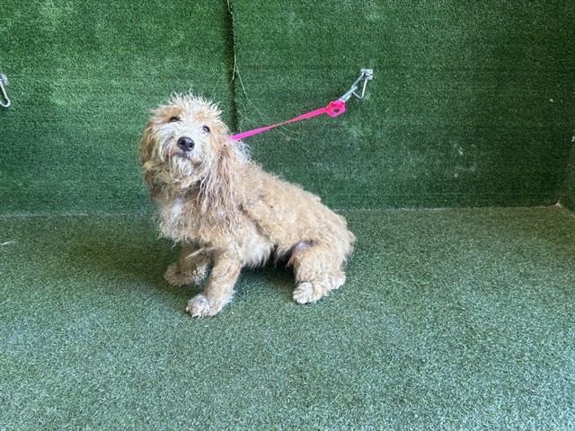 A5799378, a Maltese, available for adoption