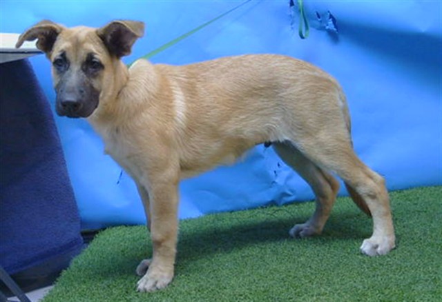 A5799529, a German Shepherd, available for adoption