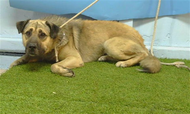 Jamie, a German Shepherd, available for adoption