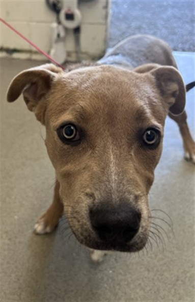Mckenna, a Pit Bull Terrier (mix breed), available for adoption