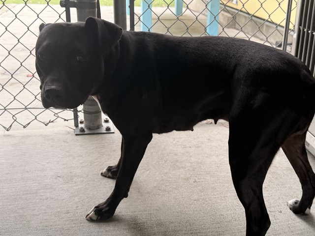 A5799491, a Pit Bull Terrier, available for adoption