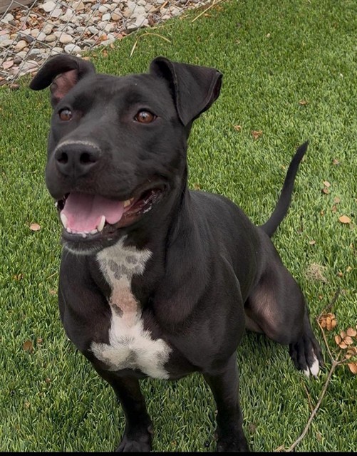 Beauty, a Pit Bull Terrier, available for adoption