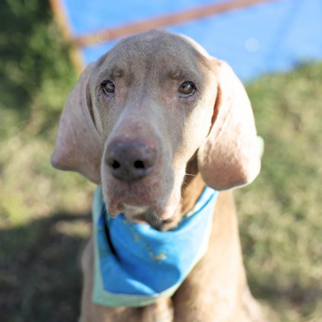 Toby, a Great Dane (mix breed), available for adoption