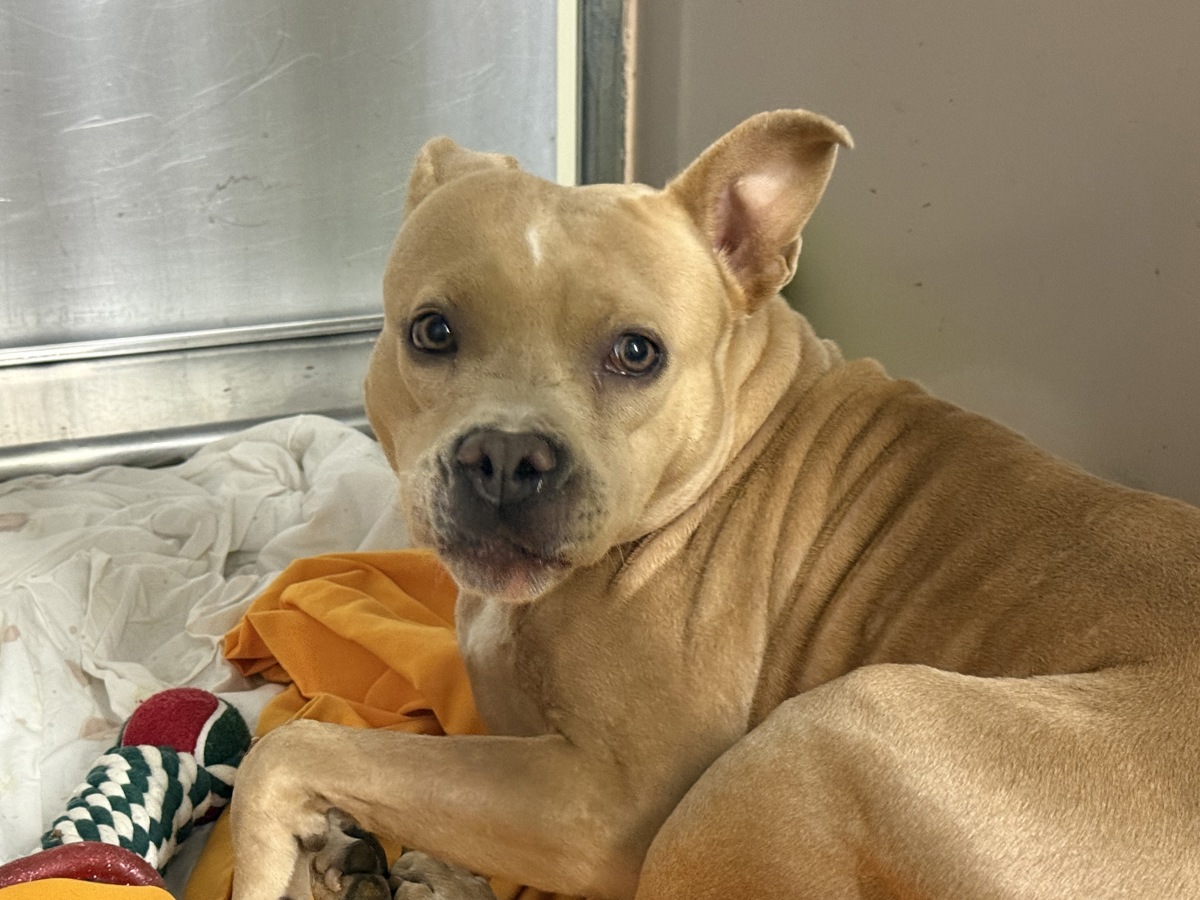 Honeybun, a American Staffordshire Terrier, available for adoption