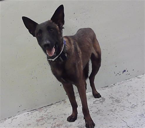 Leelo, a Belgian Shepherd Malinois (mix breed), available for adoption