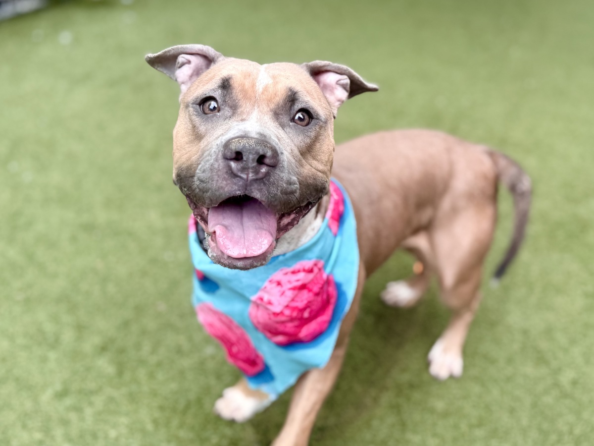 Carrot Top, a Pit Bull Terrier, available for adoption