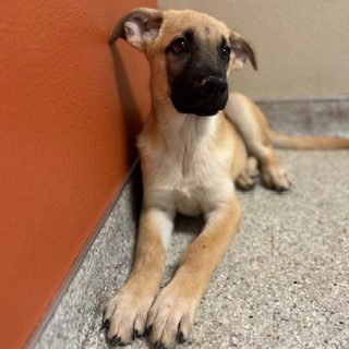 Abby, a German Shepherd, available for adoption