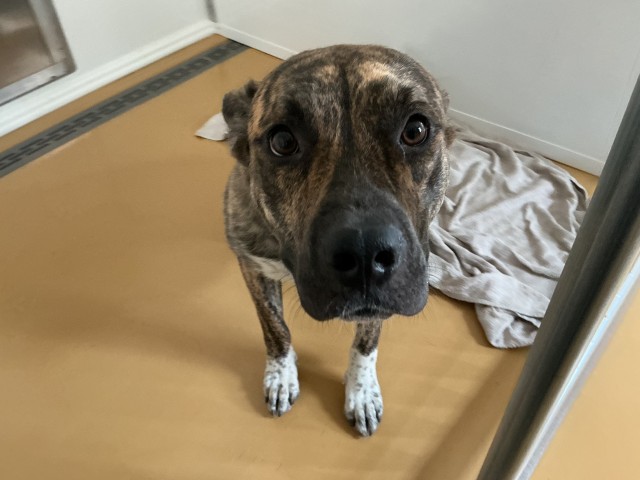 Muntz, a Pit Bull Terrier (mix breed), available for adoption