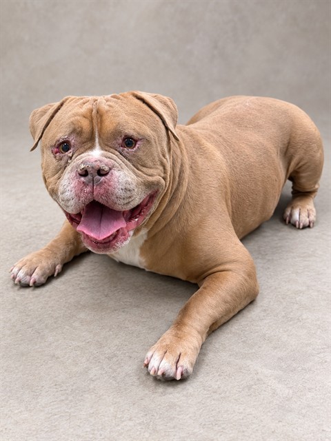 Caine, a American Bulldog, available for adoption