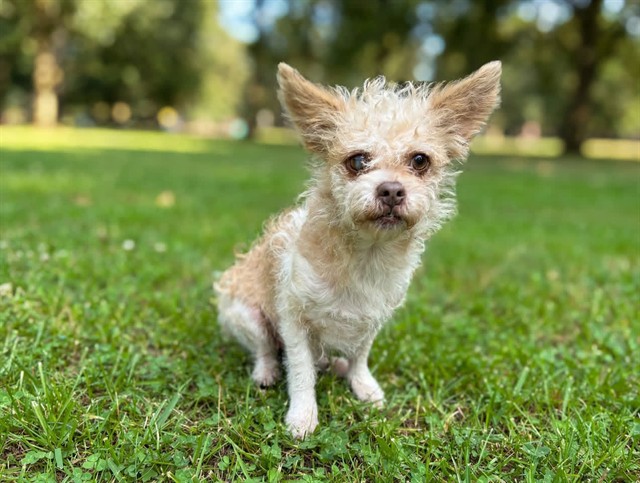 Tillie, a Terrier, available for adoption