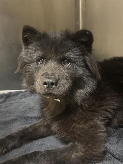Nova, a Chow Chow, available for adoption