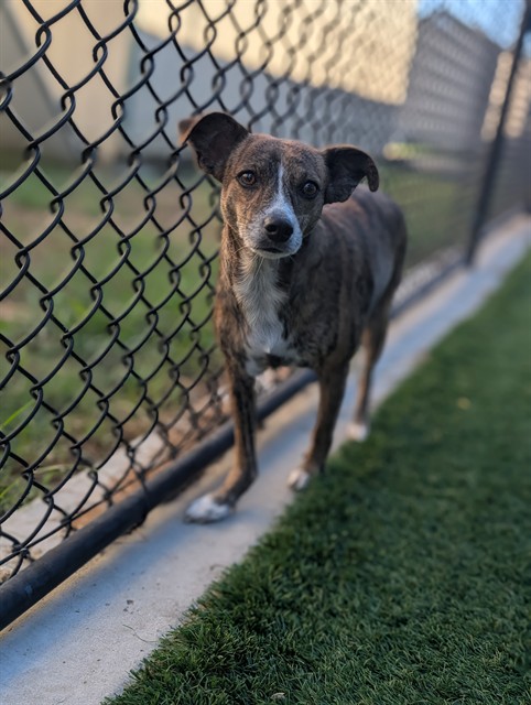 Twilight, a Whippet (mix breed), available for adoption