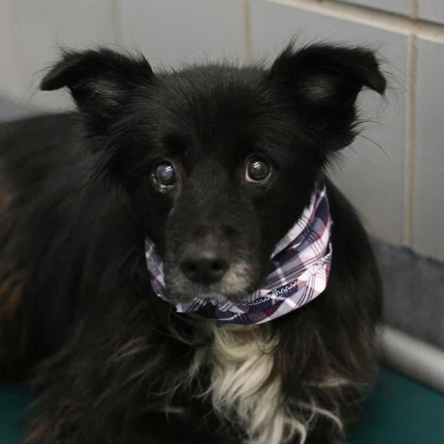 Sher, a Border Collie (mix breed), available for adoption