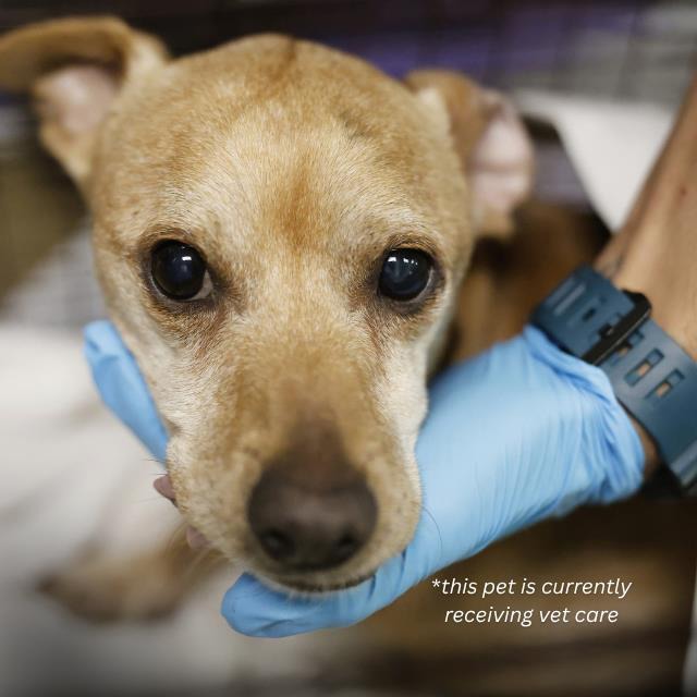 Boy, a Chihuahua, available for adoption
