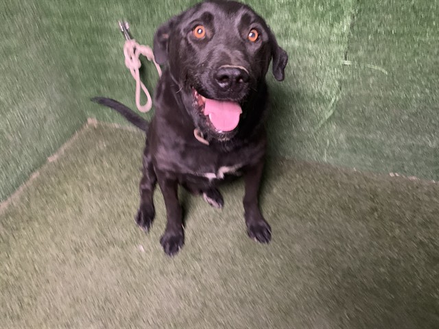 Brian, a Labrador Retriever, available for adoption
