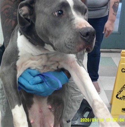 A481396, a Staffordshire Bull Terrier (mix breed), available for adoption