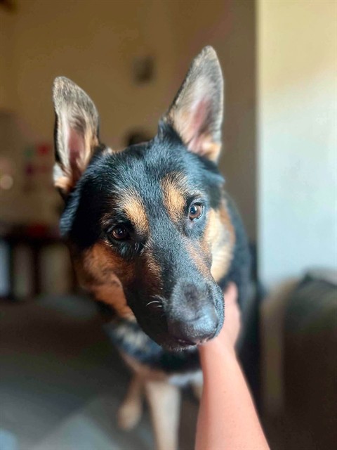 Wrangler, a German Shepherd, available for adoption