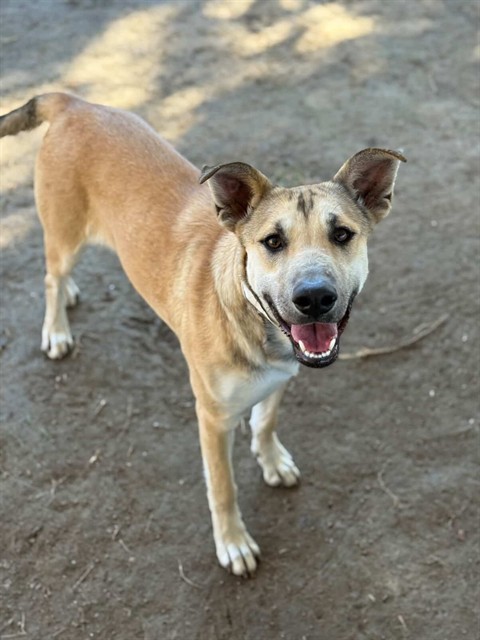 Suzie, a Shepherd (mix breed), available for adoption