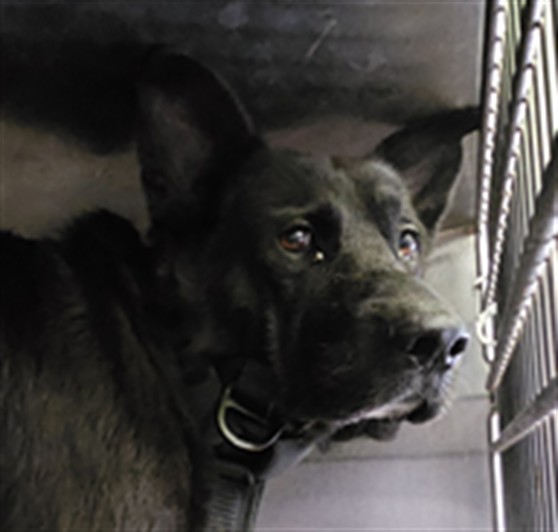 Oso, a Mastiff, available for adoption