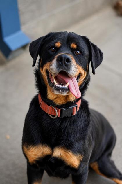 Sophie, a Rottweiler, available for adoption