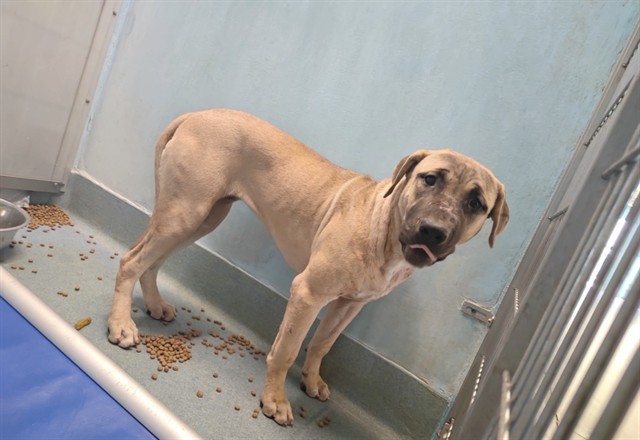 Kiki, a Mastiff, available for adoption