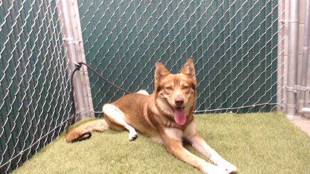 Red Panda, a Siberian Husky, available for adoption