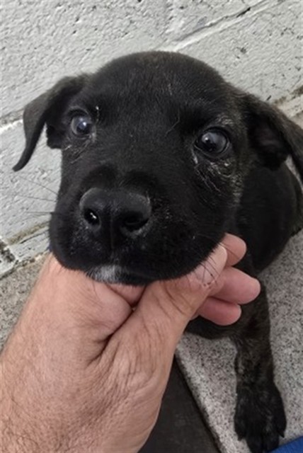 Anastacia, a Pit Bull Terrier, available for adoption