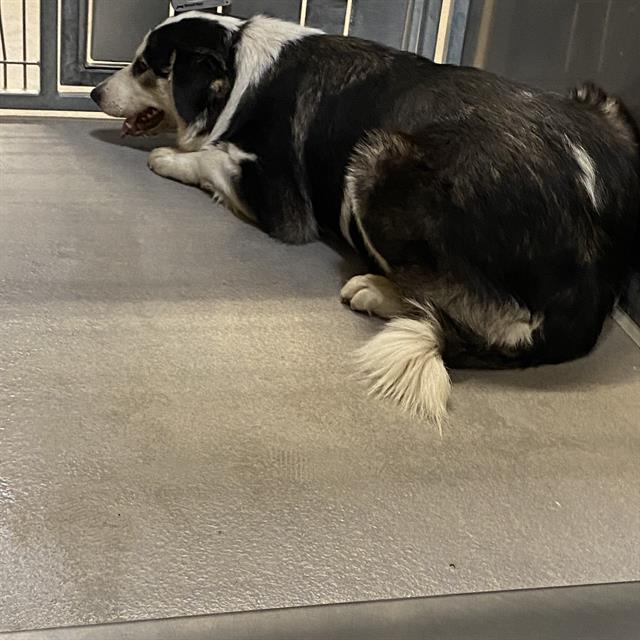 A615474, a Australian Shepherd, available for adoption