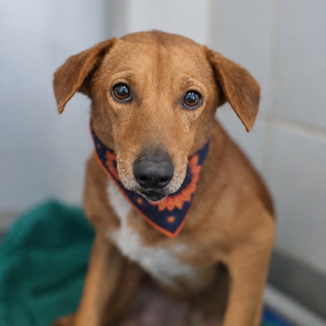 Loki, a American Staffordshire Terrier (mix breed), available for adoption
