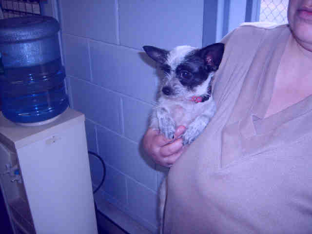 Main Photo of this Dog