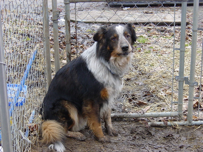 Main Photo of this Dog