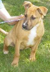 Other Photos of thie Dog