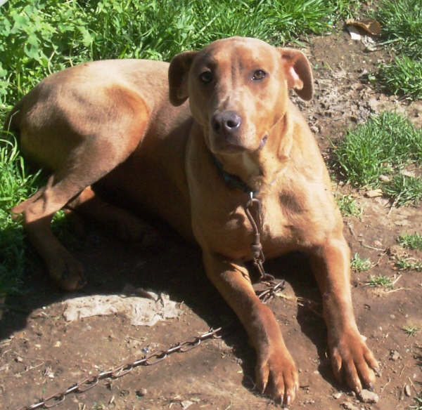 Main Photo of this Dog