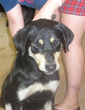 Other Photos of thie Dog