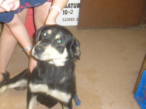 Other Photos of thie Dog