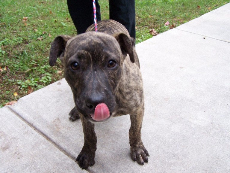 Other Photos of thie Dog