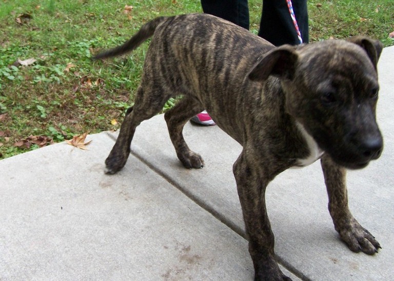 Other Photos of thie Dog