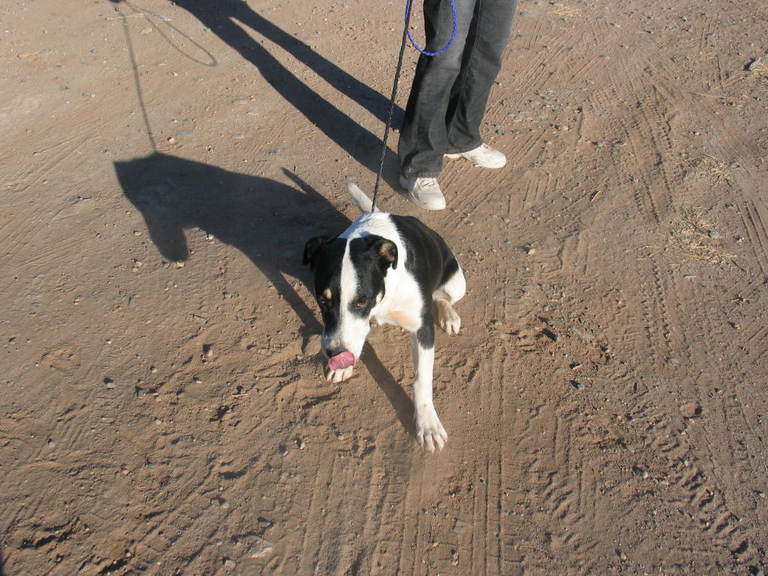 Other Photos of thie Dog
