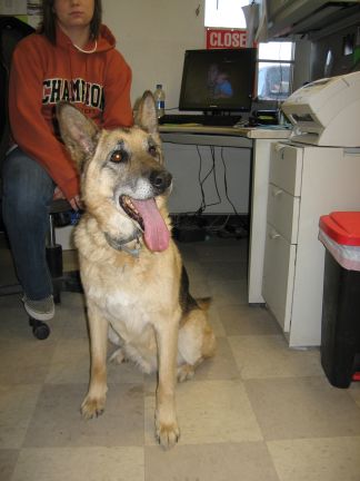 Main Photo of this Dog