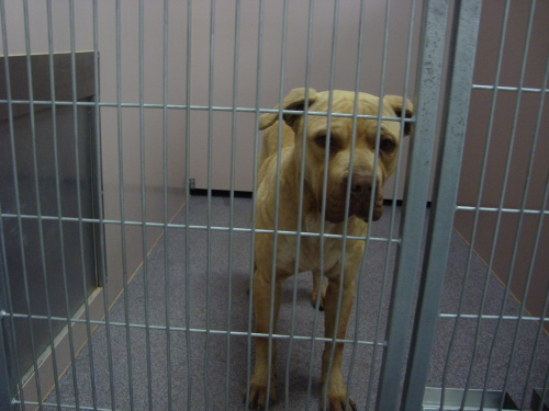 Other Photos of thie Dog