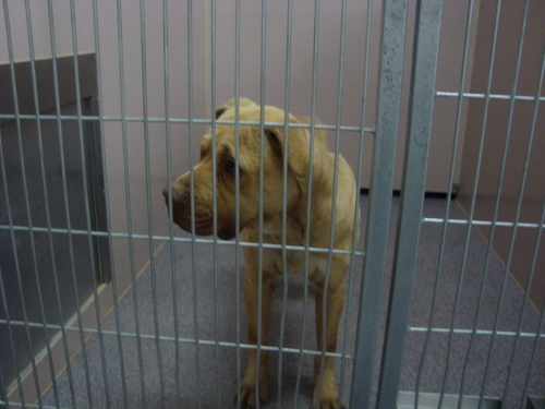Other Photos of thie Dog