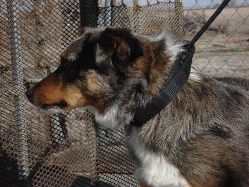 Other Photos of thie Dog