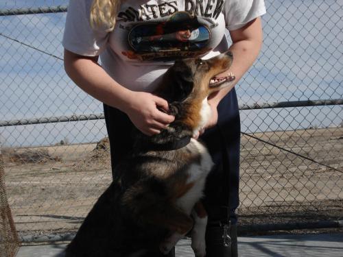 Other Photos of thie Dog