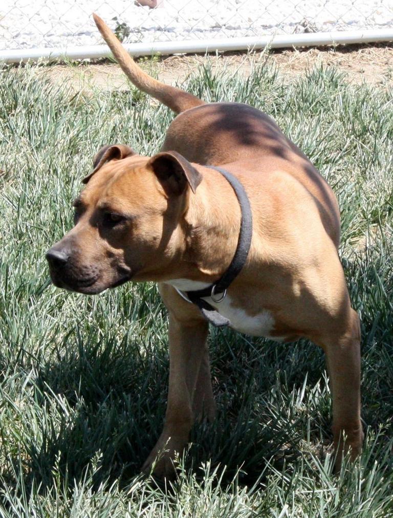 Other Photos of thie Dog