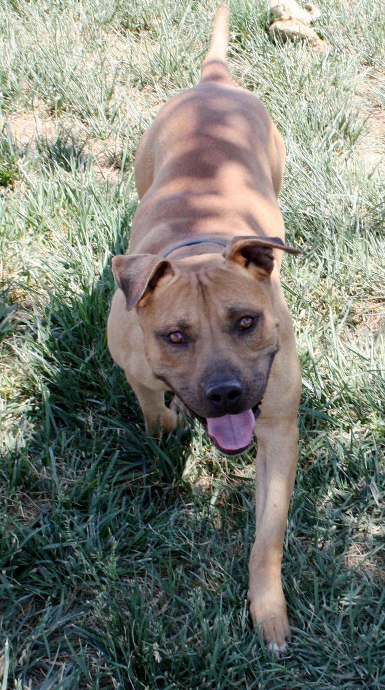 Other Photos of thie Dog